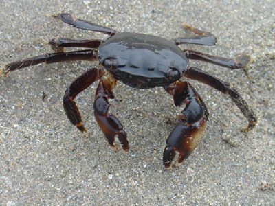 caranguejo.bmp