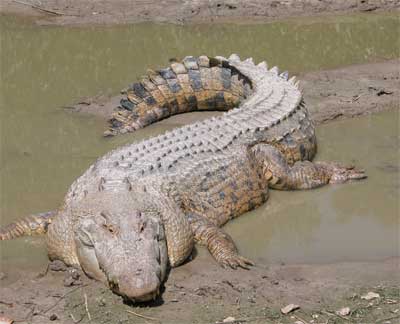 crocodilo.jpg