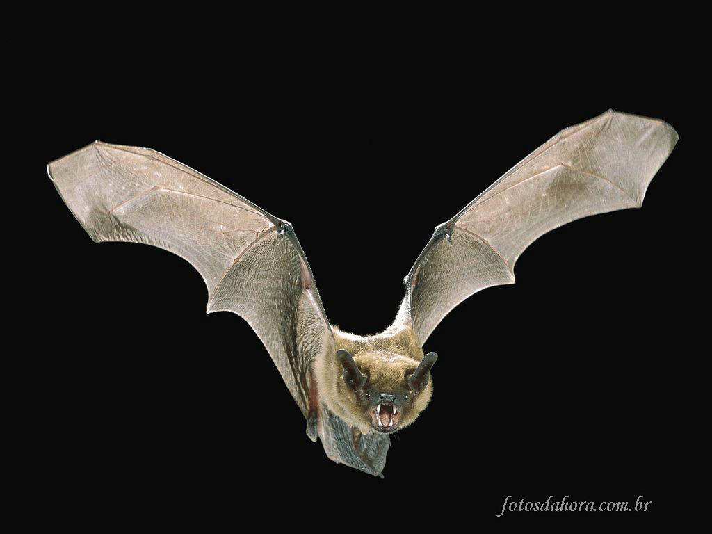 morcego.gif