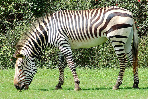 zebra.jpg